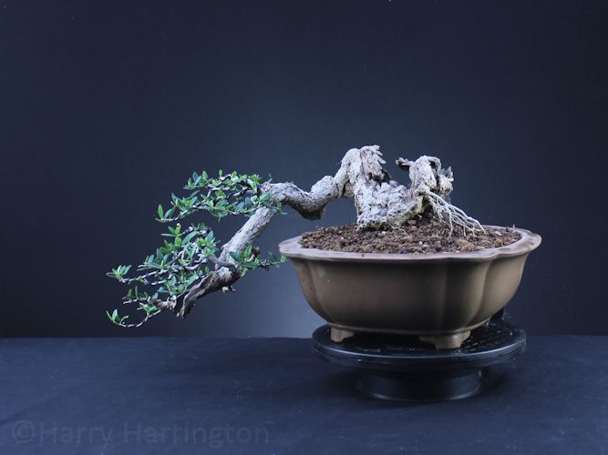 Olive bonsai